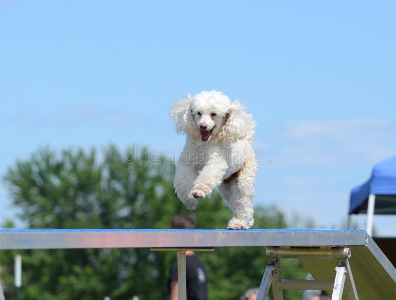 Miniature Poodle at a Dog Agility Trial Stock Image Image of