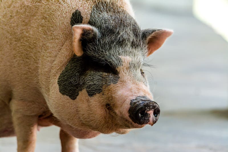 Miniature potbelly pig stock photo. Image of pigs, potbelly 75962484