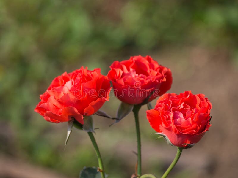 Miniature Red Roses Flower Blooming in the Garden Stock Photo Image of bouquet, cultivar