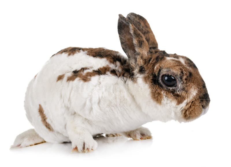 Rex Rabbit Breed Information and Pictures 