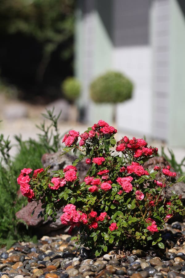 Miniature rose bush. stock photo. Image of bush, rock 32186122