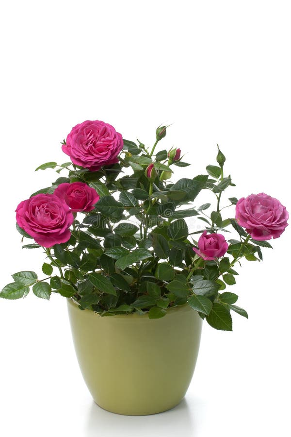 Miniature Rose house plant