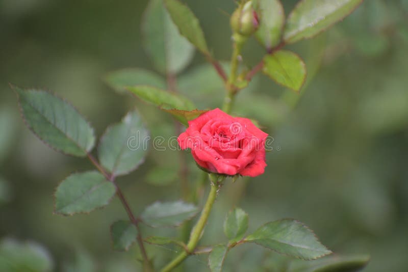Miniature roses - Miniature roses stock photo