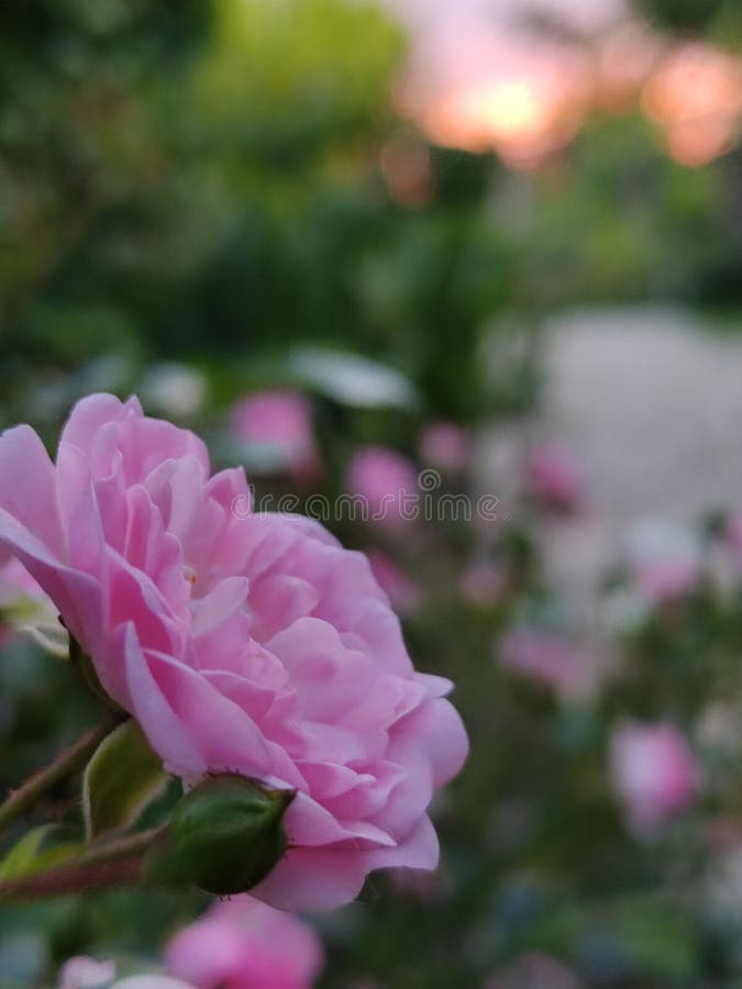 Miniature roses in the rays of a summer sunset royalty free stock images