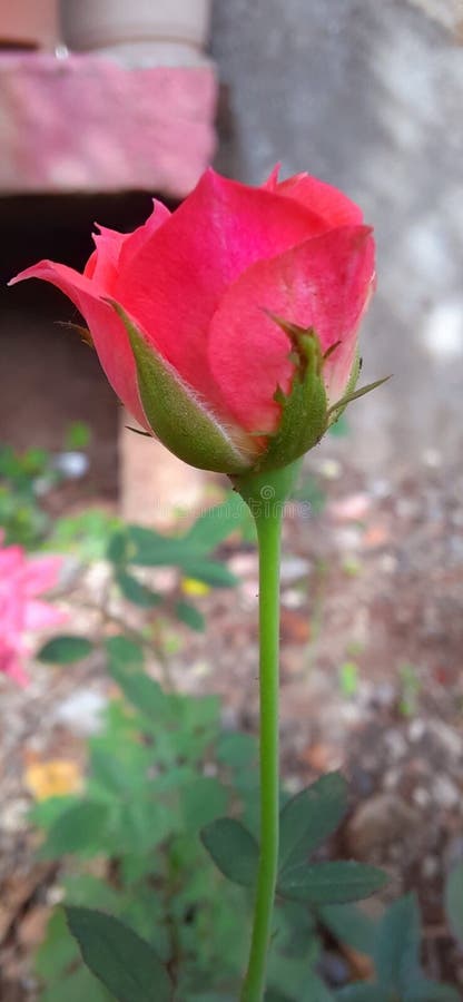 Miniature roses , mini rose flower stock images
