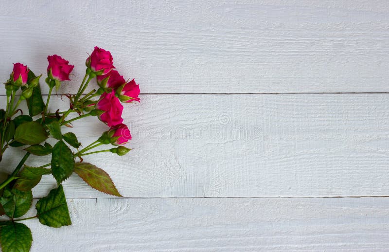 Miniature roses on white boards royalty free stock images