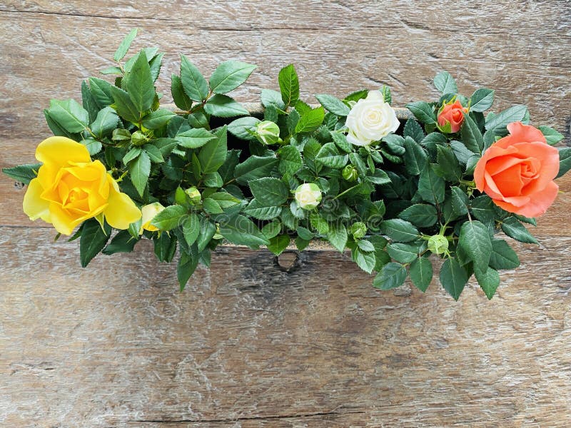 Miniature Roses stock image