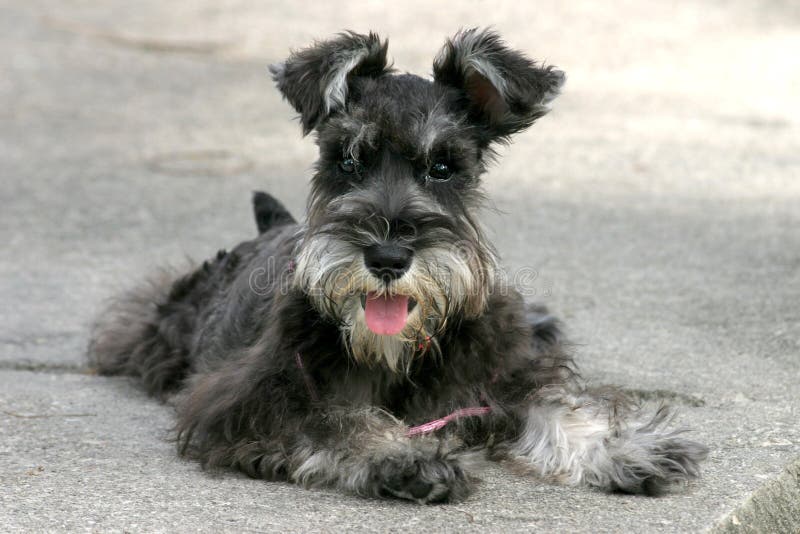 Miniature Schnauzer stock photos Miniature Schnauzer stock photos