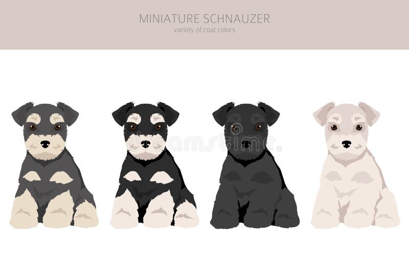 Miniature Schnauzer Puppy in Different Coat Colors Stock Vector