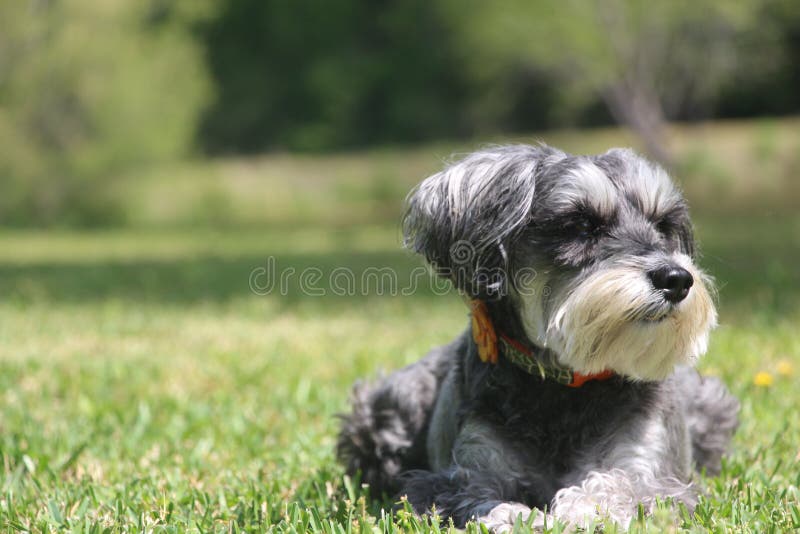 Miniature Schnauzer stock photos Miniature Schnauzer stock photos