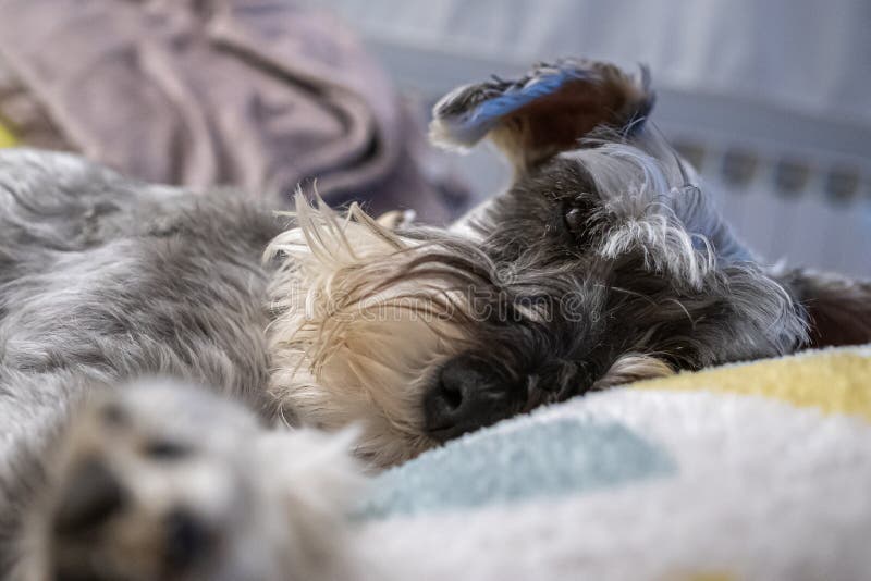 Miniature Schnauzer Sleeping on Top of the Armchair Stock Photo Image