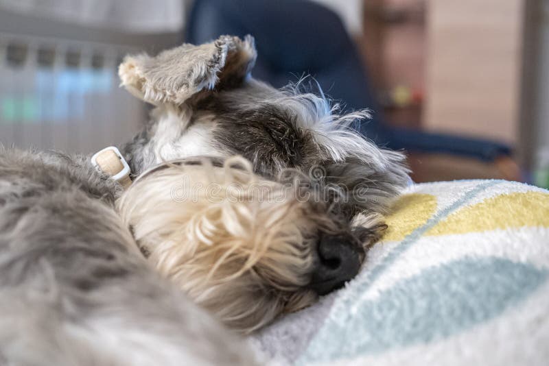 Miniature Schnauzer Sleeping on Top of the Armchair Stock Photo Image