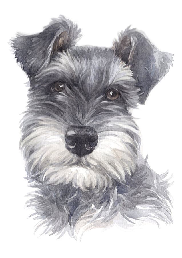 Mini Schnauzer Stock Illustrations – 56 Mini Schnauzer Stock