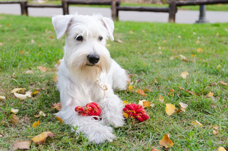 schnauzer toy dog