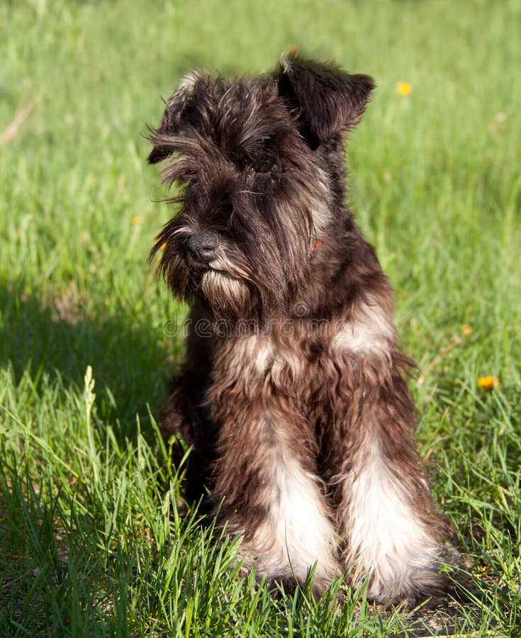 Miniature Schnauzer Walking Outdoors Stock Image Image of cropped