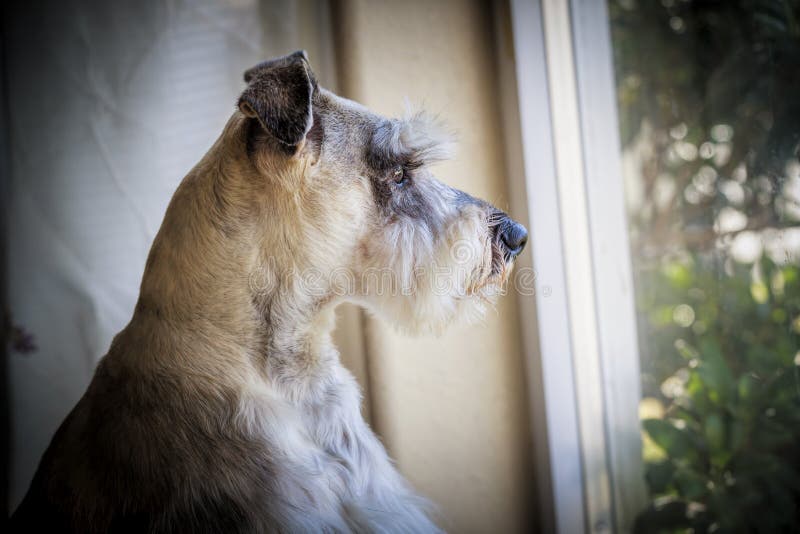 Miniature schnauzer by the window.