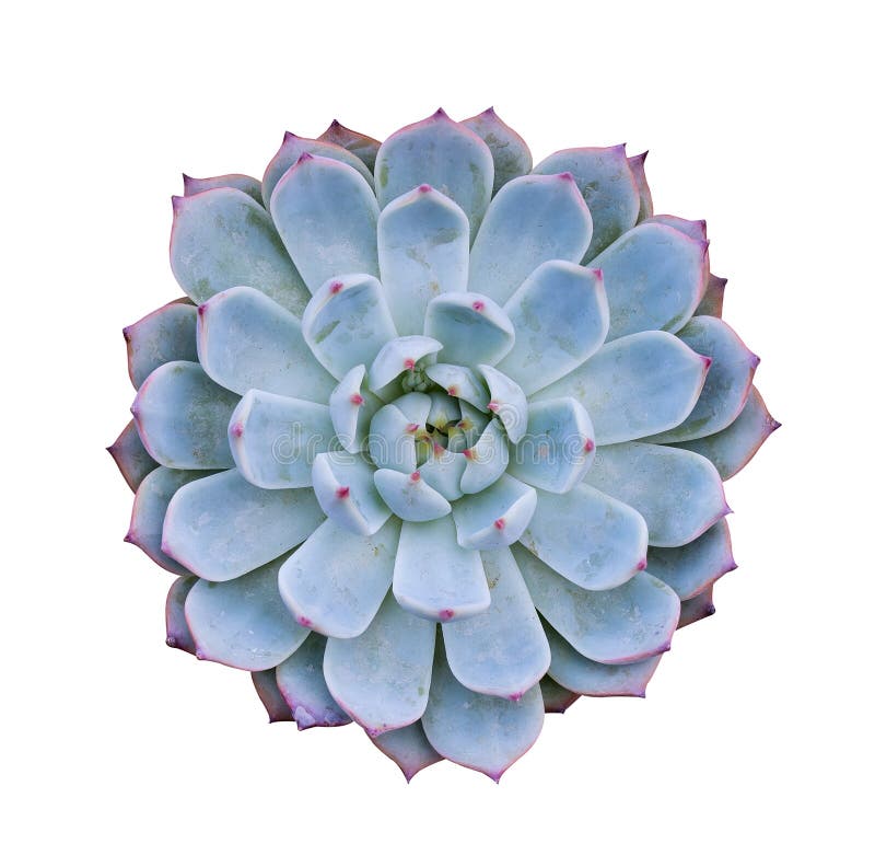 Miniature succulent plants stock image. Image of building 80797603