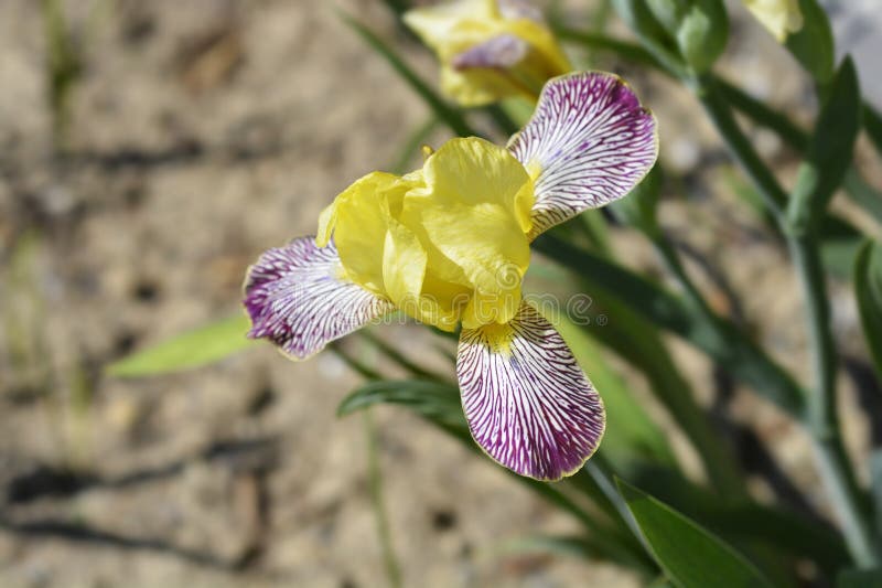 Iris Gracchus Stock Photos Free & RoyaltyFree Stock Photos from
