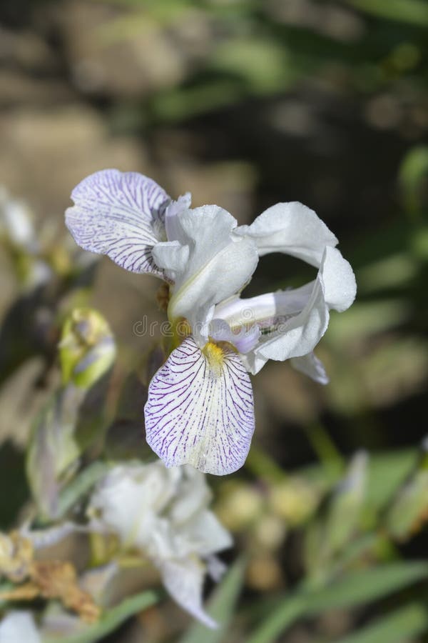 Miniature Tall Bearded Iris Icing royalty free stock photography
