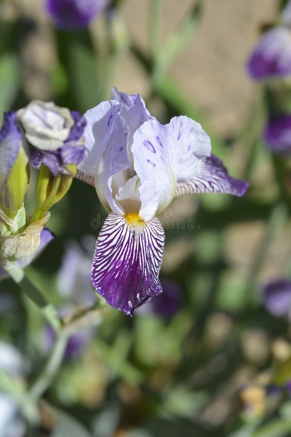 Miniature Tall Bearded Iris Scrambled Stock Photo Image of tall, iris