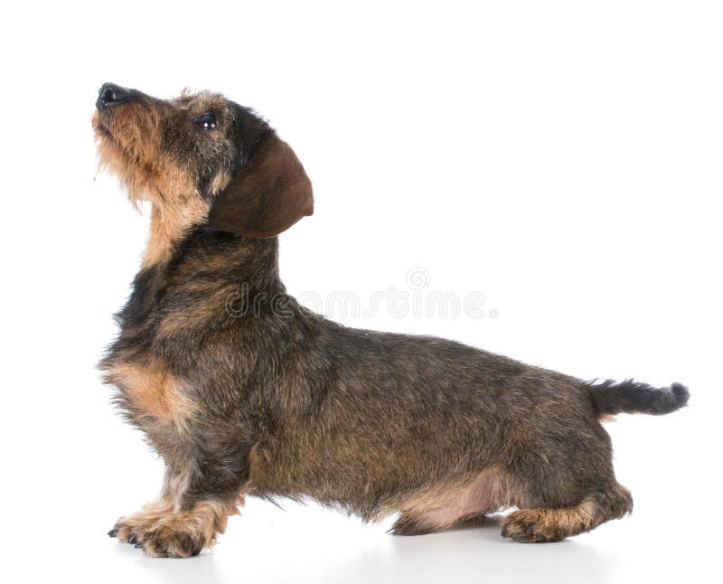 brindle wire haired dachshund