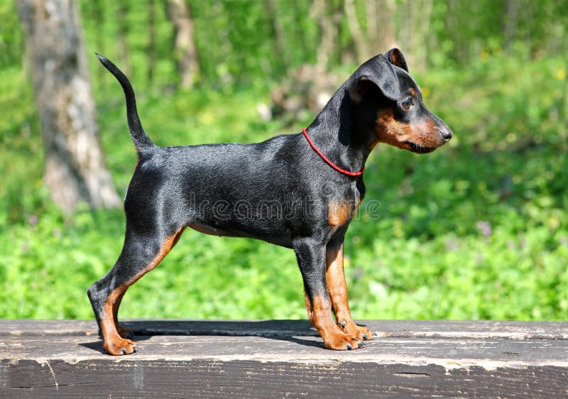 Miniaturowego pinscher szczeniak obraz royalty free