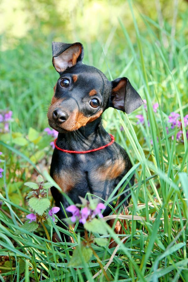 Miniaturowego pinscher szczeniak zdjęcia stock