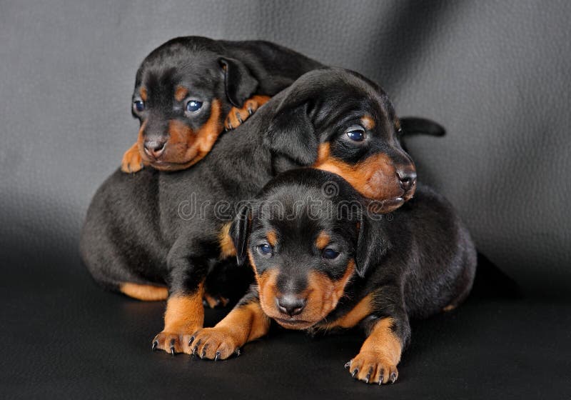 Miniaturowego pinscher szczeniak dwa zdjęcie stock