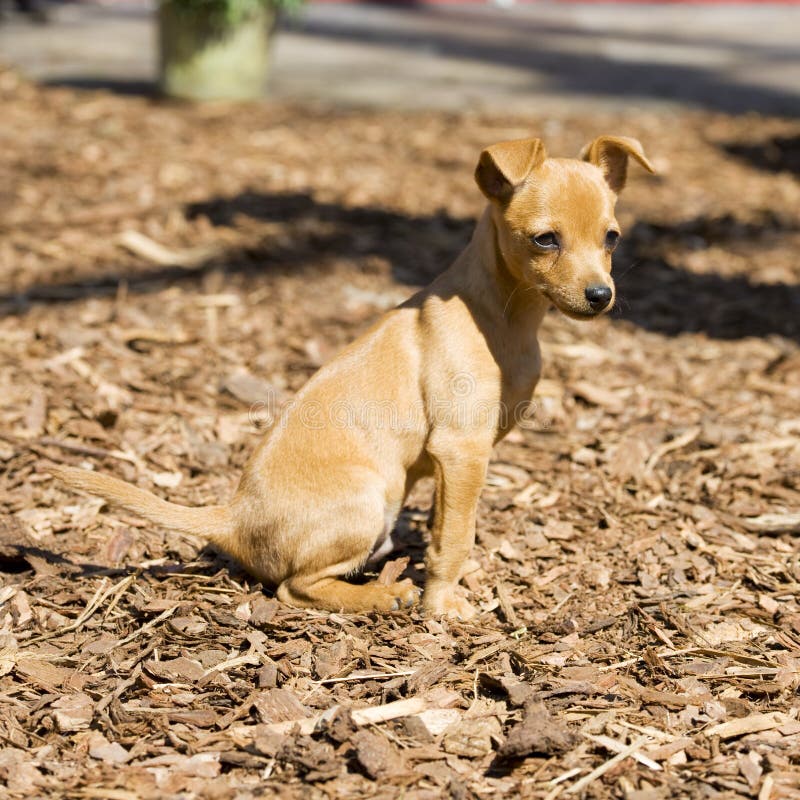 Miniaturowy pinscher zdjęcia royalty free