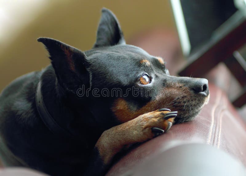 Miniaturowy pinscher fotografia stock