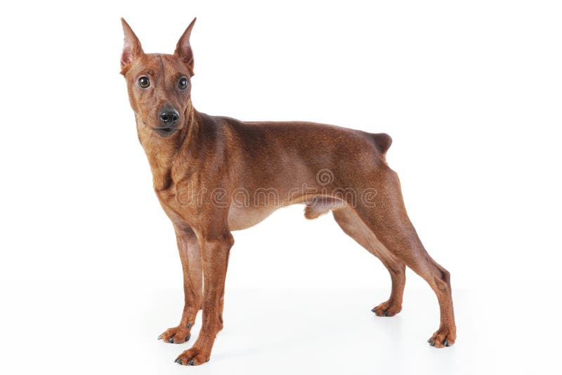 Miniaturowy pinscher obraz royalty free