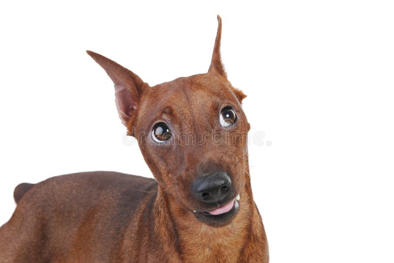 Miniaturowy pinscher zdjęcie stock
