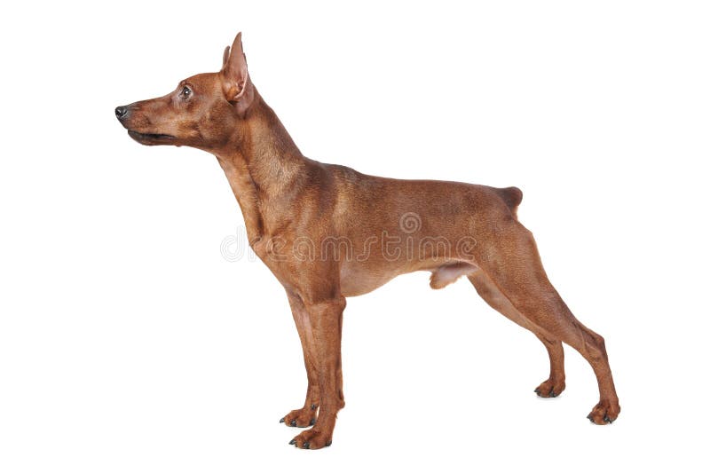 Miniaturowy pinscher obraz stock