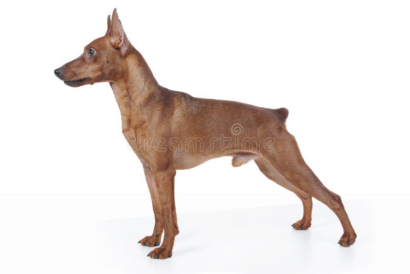 Miniaturowy pinscher obrazy stock