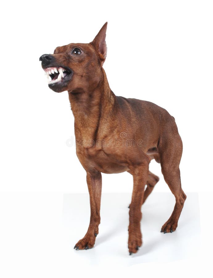 Miniaturowy pinscher obraz royalty free