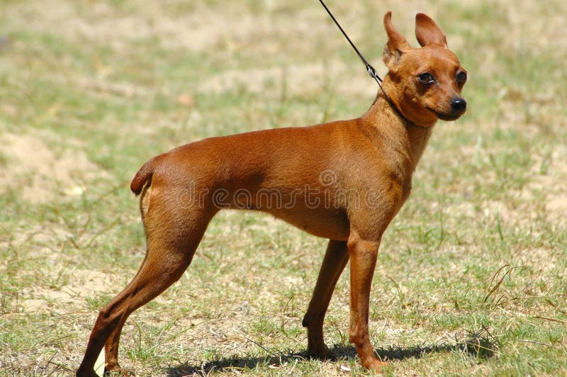Miniaturowy pinscher obraz stock