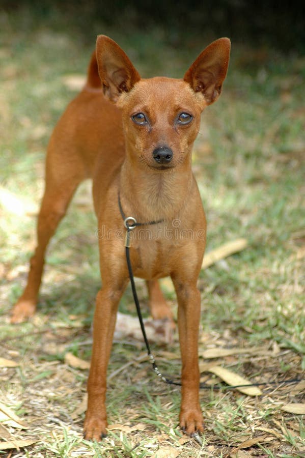 Miniaturowy pinscher obraz royalty free