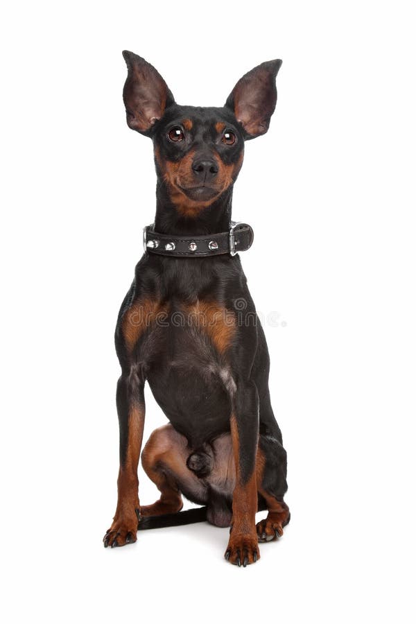 Miniaturowy pinscher zdjęcie royalty free