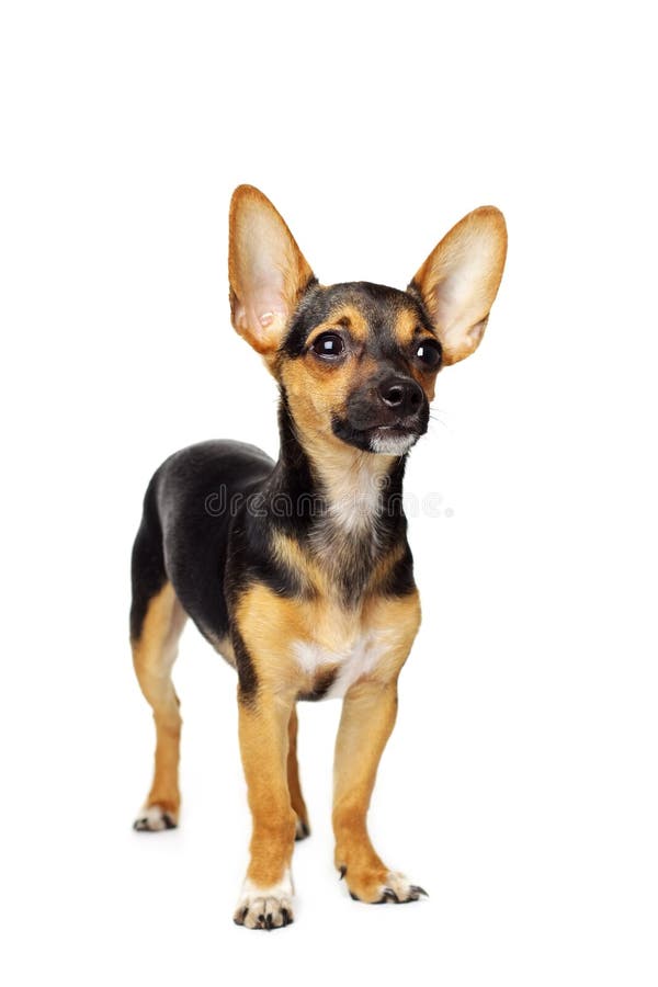 Miniaturowy pinscher obrazy royalty free