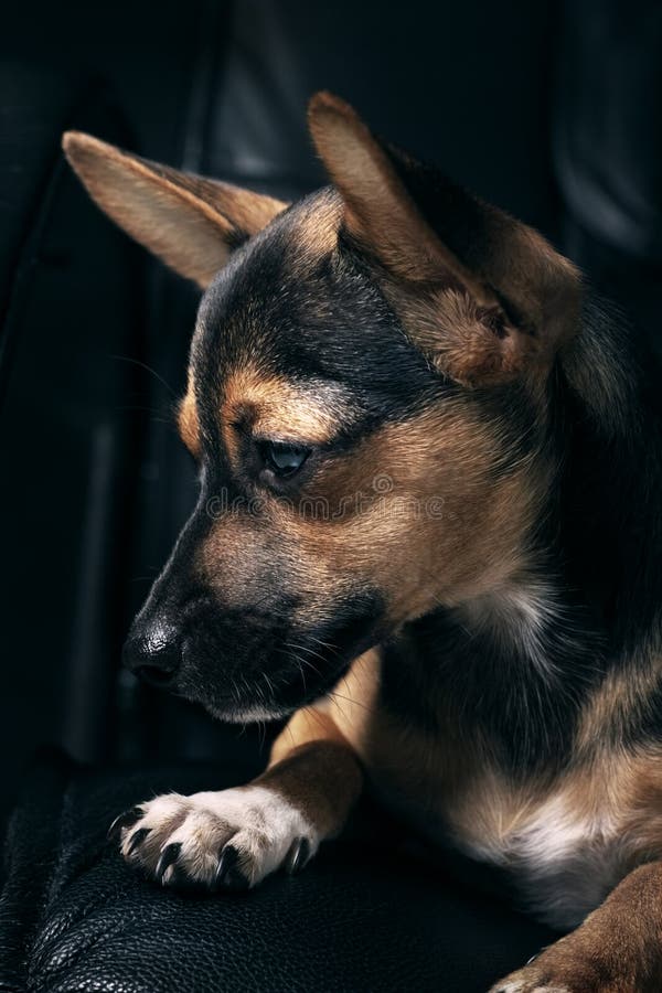 Miniaturowy pinscher obrazy stock