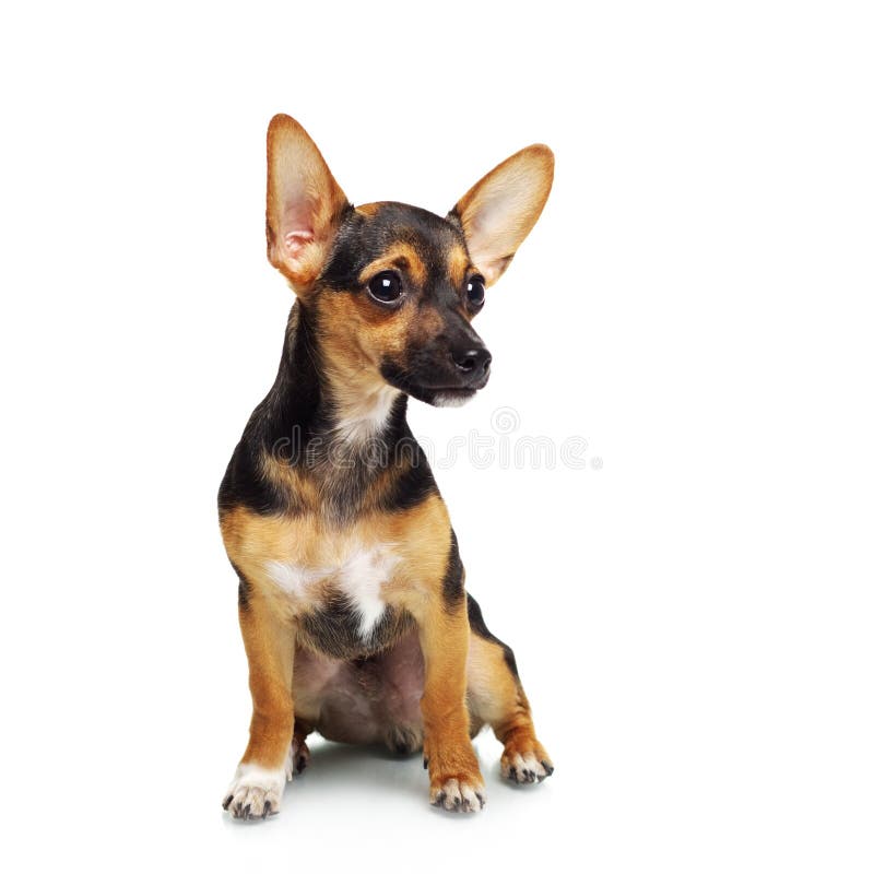 Miniaturowy pinscher obraz royalty free
