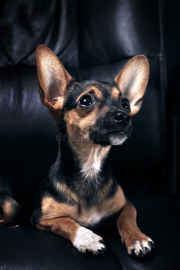 Miniaturowy pinscher zdjęcie stock