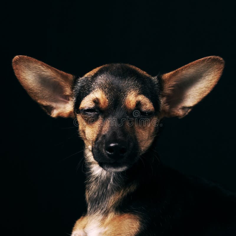 Miniaturowy pinscher obrazy stock