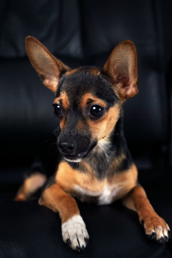 Miniaturowy pinscher obraz royalty free