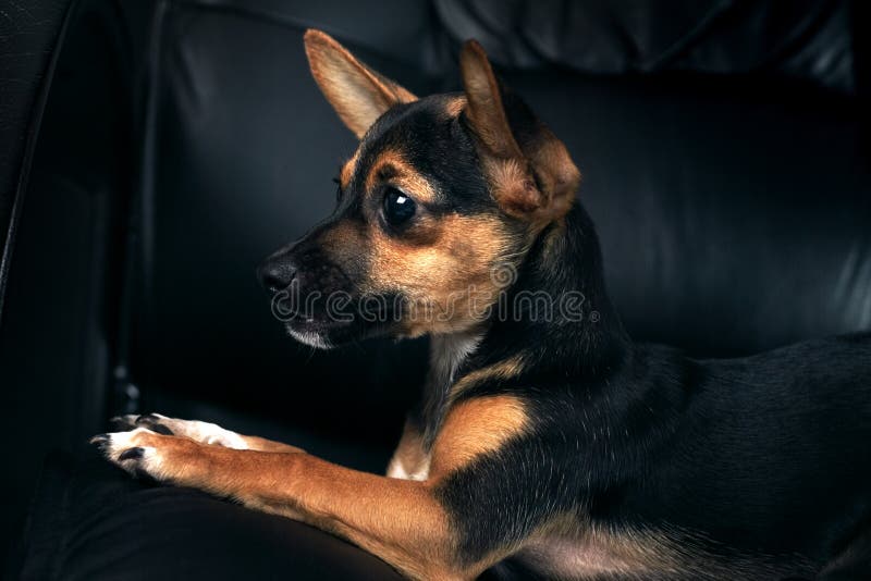 Miniaturowy pinscher fotografia royalty free