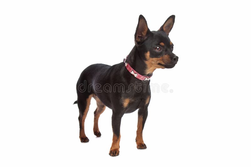 Miniaturowy pinscher obraz stock