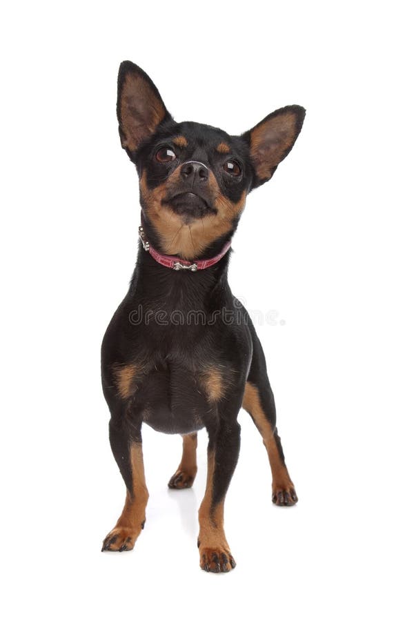 Miniaturowy pinscher fotografia stock