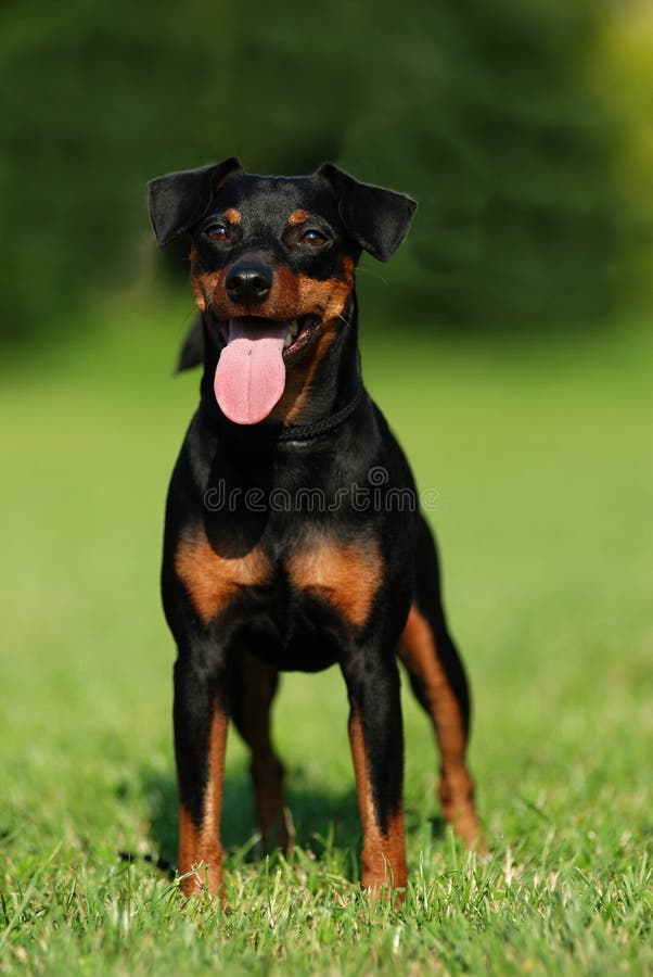 Miniaturowy Pinscher zdjęcie royalty free