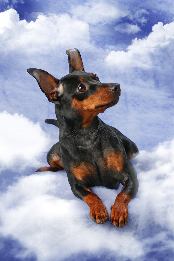 Miniaturowy Pinscher zdjęcie stock
