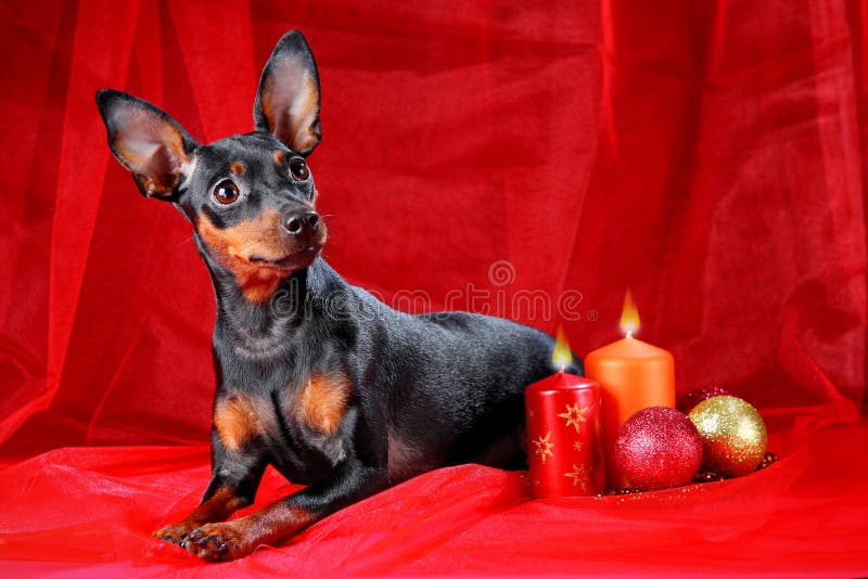 Miniaturowy Pinscher fotografia stock